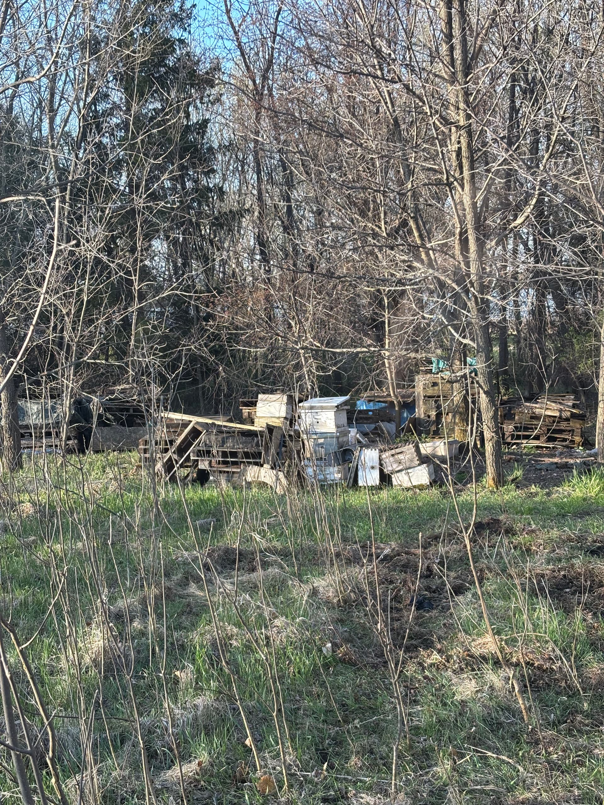 Gallery photos for Wooded Area Junk Cleanup and Site Clearing Done Right: Image #1