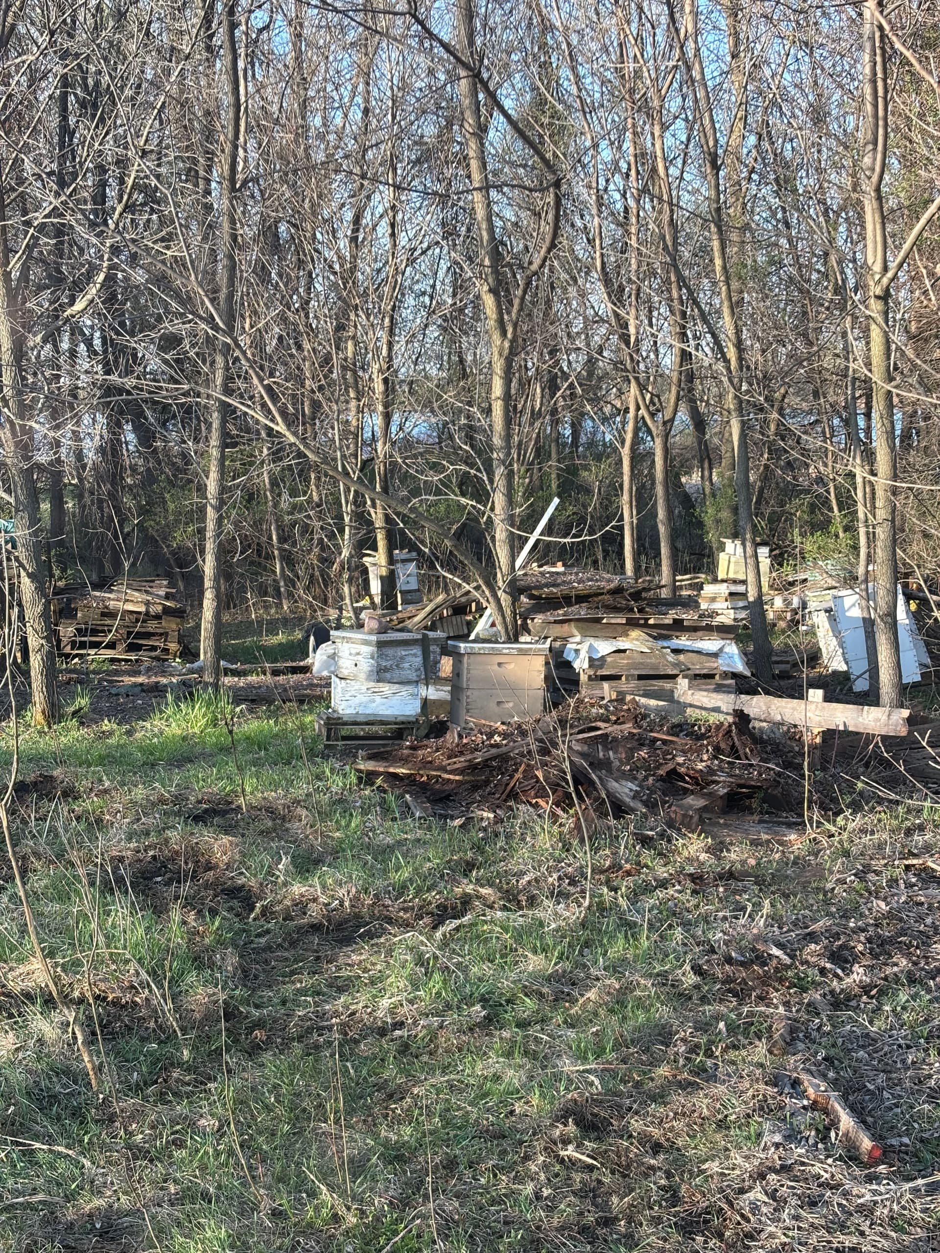 Gallery photos for Wooded Area Junk Cleanup and Site Clearing Done Right: Image #2