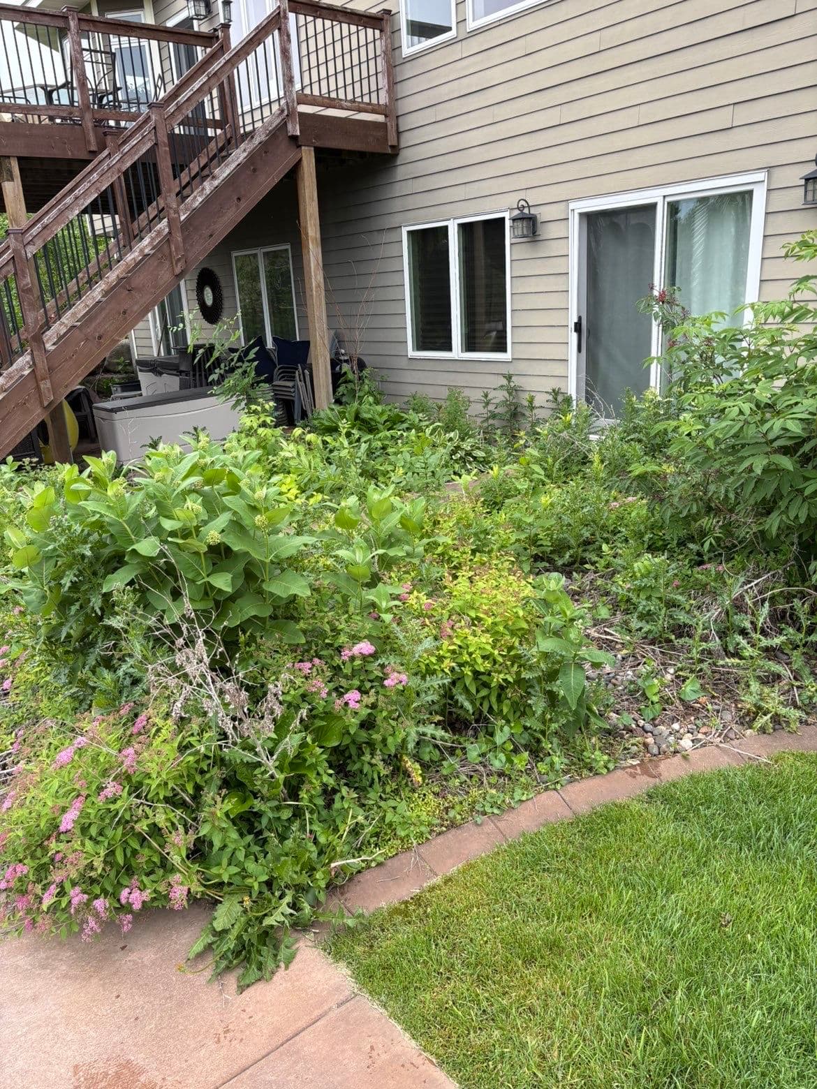 Delano Backyard Patio Goes From Overgrown to Solid Concrete Flatwork image